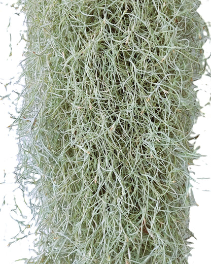 Tillandsia usneoides L (barba de viejo); planta del aire, larga y ancha; Curiosarium; Largo 60-70 Cm; Diám. 15-20 Cm_0