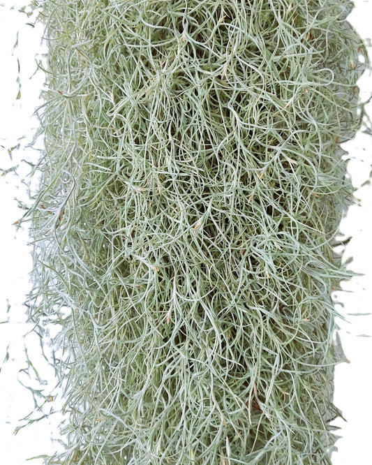 Tillandsia usneoides L (barba de viejo); planta del aire, larga y ancha; Curiosarium; Largo 60-70 Cm; Diám. 15-20 Cm_0