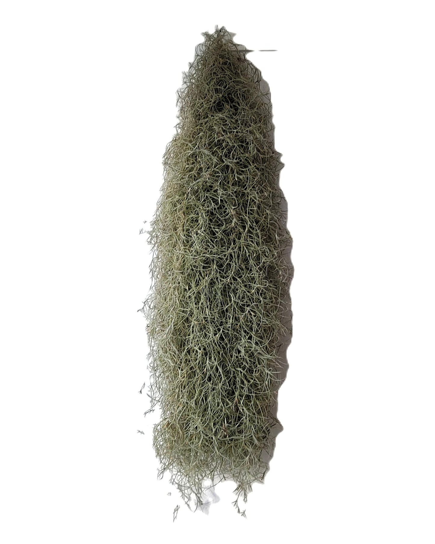 Tillandsia usneoides L (barba de viejo); planta del aire, larga y ancha; Curiosarium; Largo 60-70 Cm; Diám. 15-20 Cm_3
