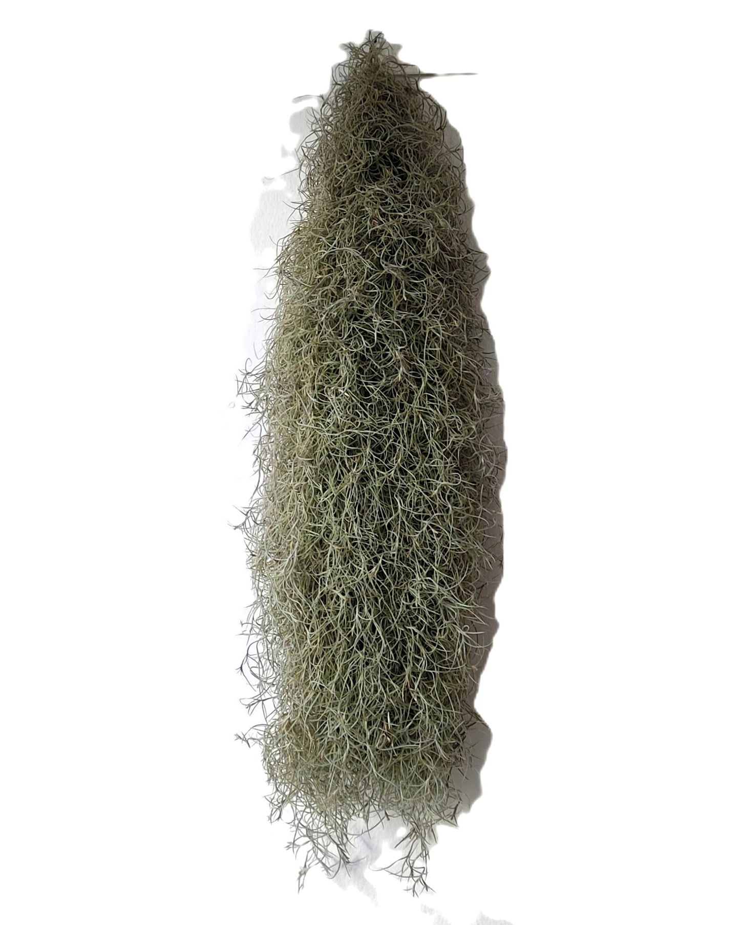 Tillandsia usneoides L (barba de viejo); planta del aire, larga y ancha; Curiosarium; Largo 60-70 Cm; Diám. 15-20 Cm_1