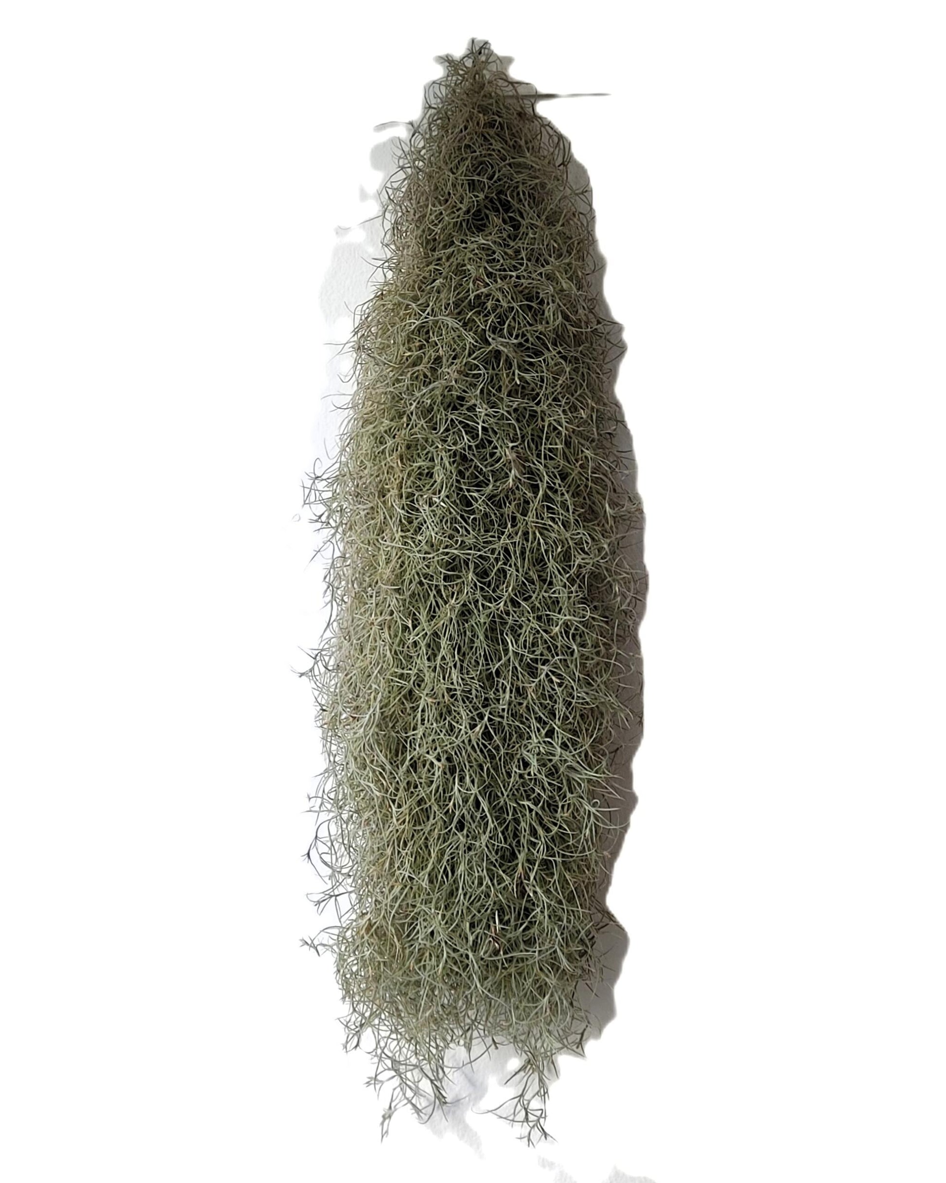 Tillandsia usneoides L (barba de viejo); planta del aire, larga y ancha; Curiosarium; Largo 60-70 Cm; Diám. 15-20 Cm_1