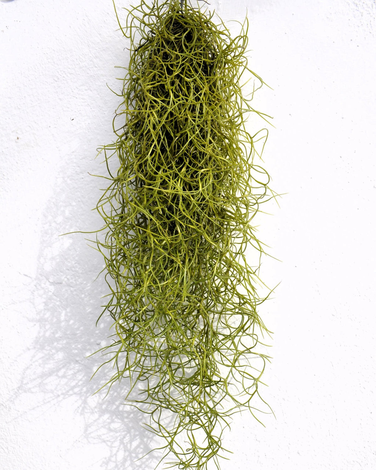 Tillandsia usneoides Standard (Barba de Viejo Mediana); Planta del Aire Colgante; Curiosarium; 50-60 cm Largo_0