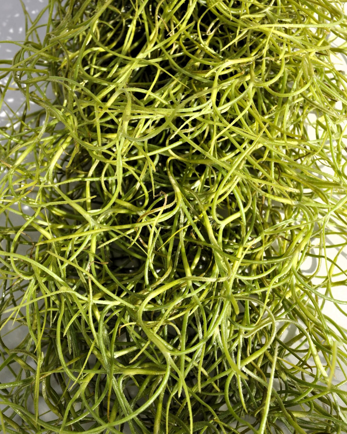 Tillandsia usneoides Standard (Barba de Viejo Mediana); Planta del Aire Colgante; Curiosarium; 50-60 cm Largo_2