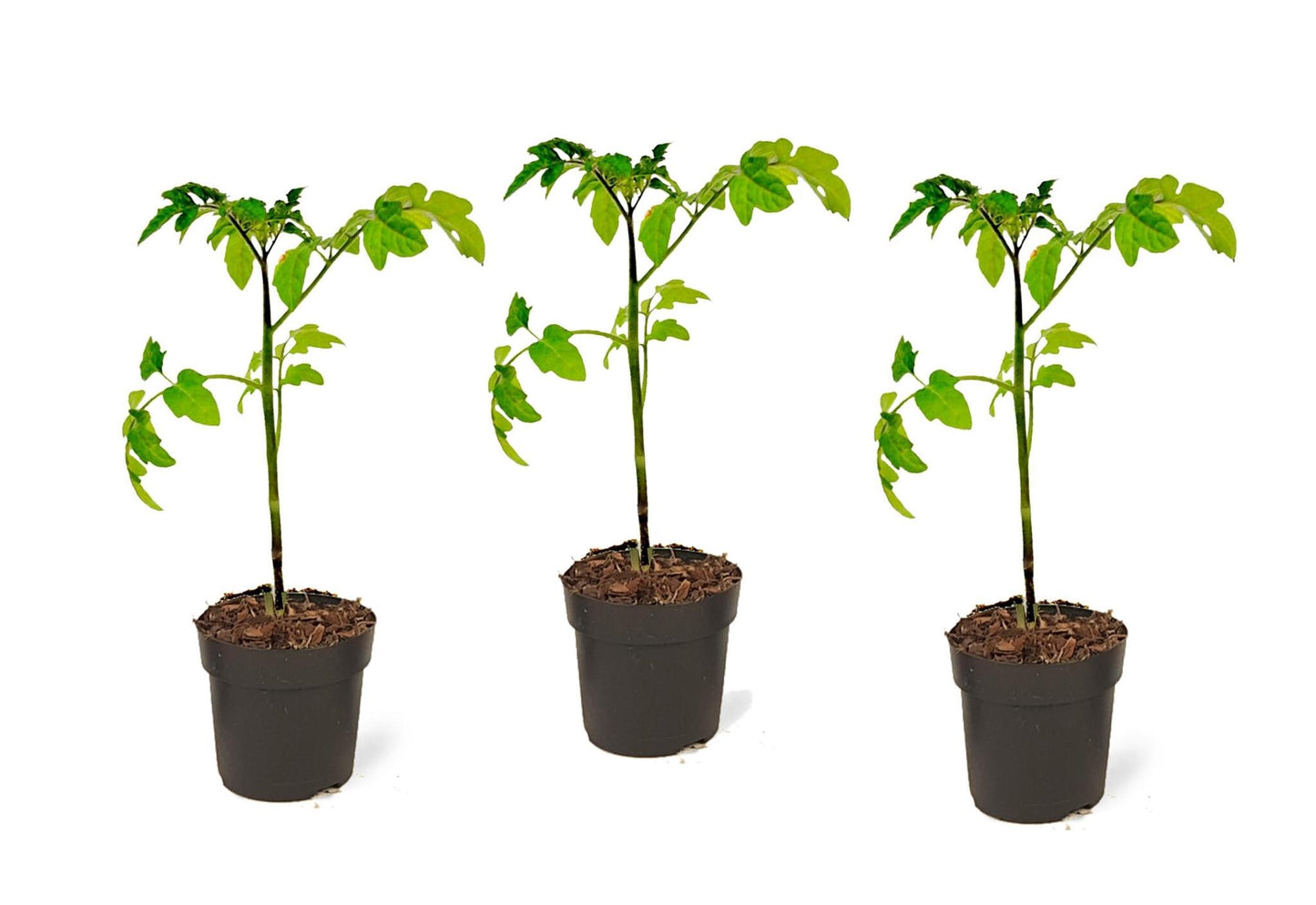 Tomatera - 3 Pzs - Lycopersicon 'heartbreaker' - Altura 20-30cm - ⌀105cm_0