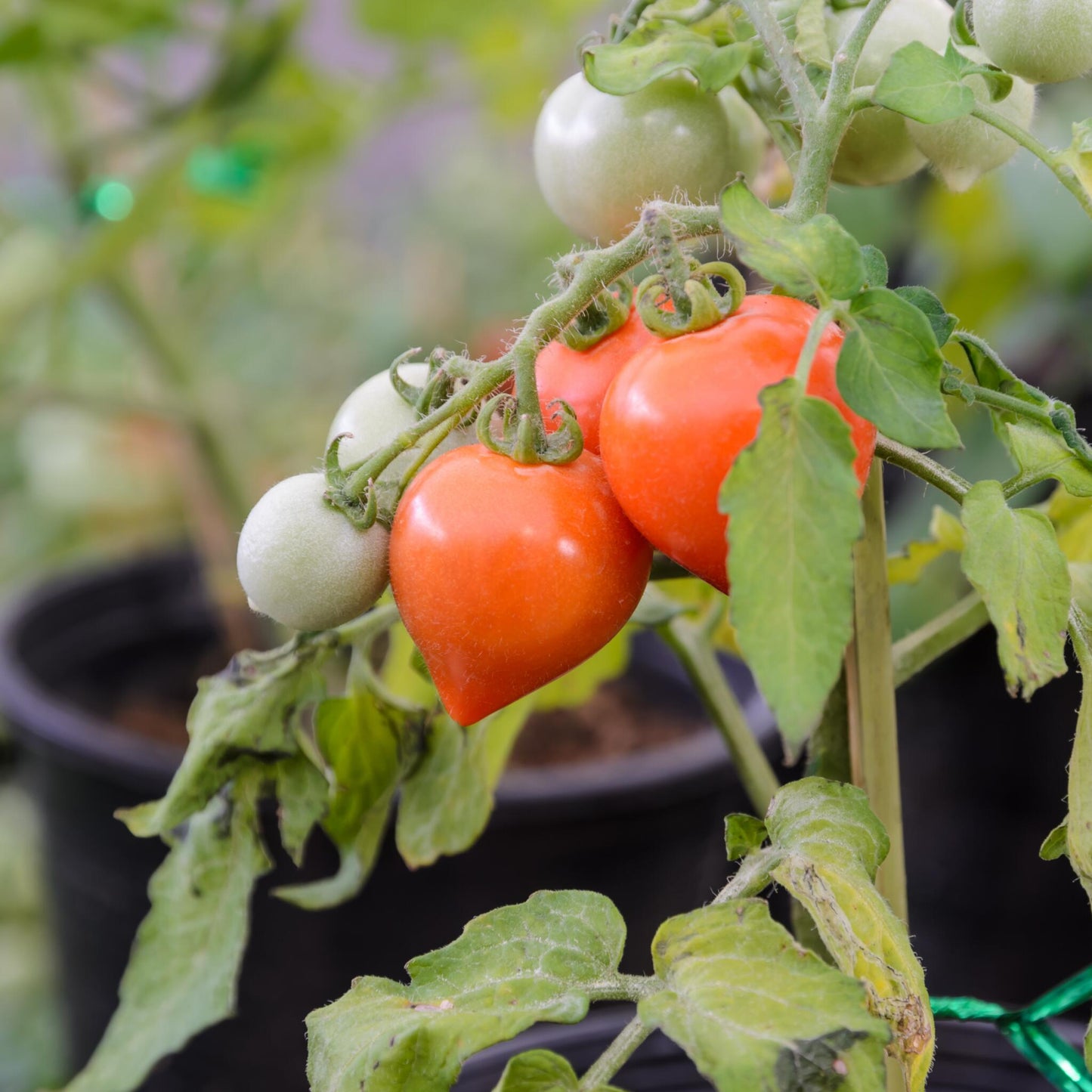Tomatera - 3 Pzs - Lycopersicon 'heartbreaker' - Altura 20-30cm - ⌀105cm_3