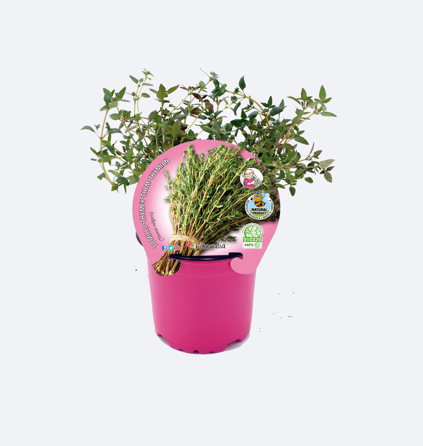 Tomillo En Maceta 10,5 Cm. Natural - Fitoralia_0