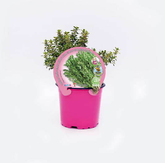 Tomillo Limón En Maceta 10,5 Cm. Natural - Fitoralia_0