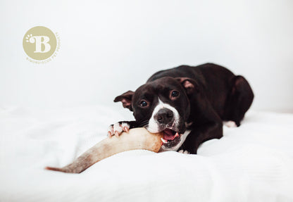 Bimordiscos Cuerno De Vaca / Toro Para Perros. L_3