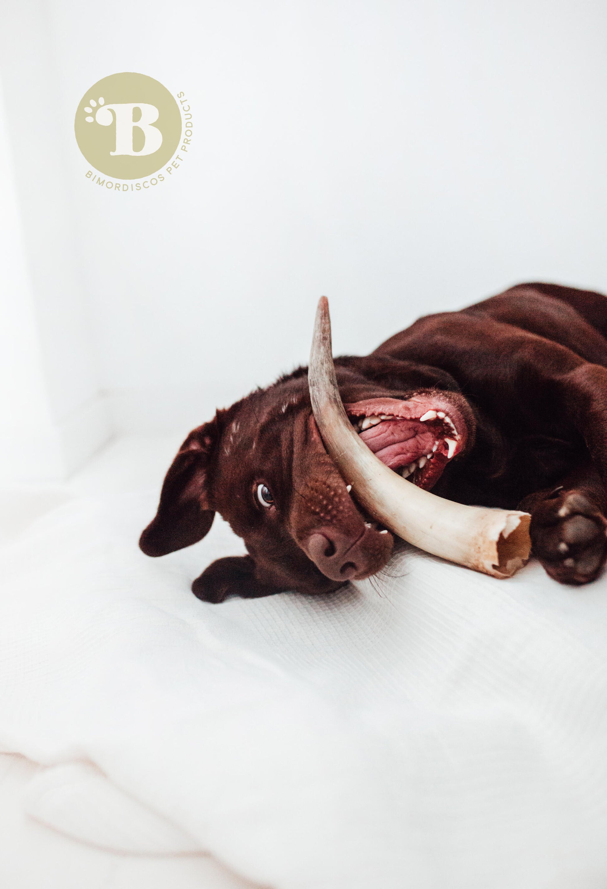 Bimordiscos Cuerno De Vaca / Toro Para Perros. L_1