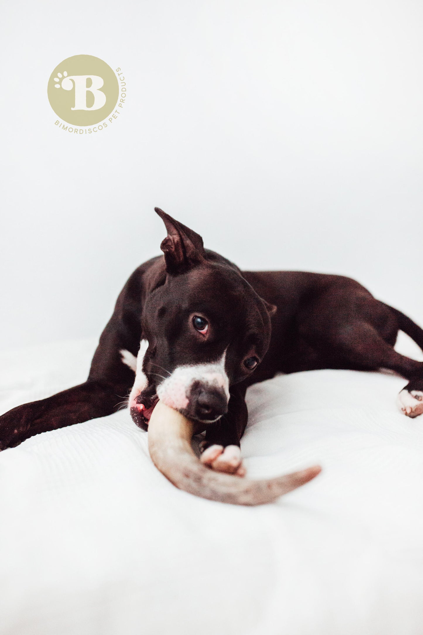 Bimordiscos Cuerno De Vaca / Toro Para Perros. M_1