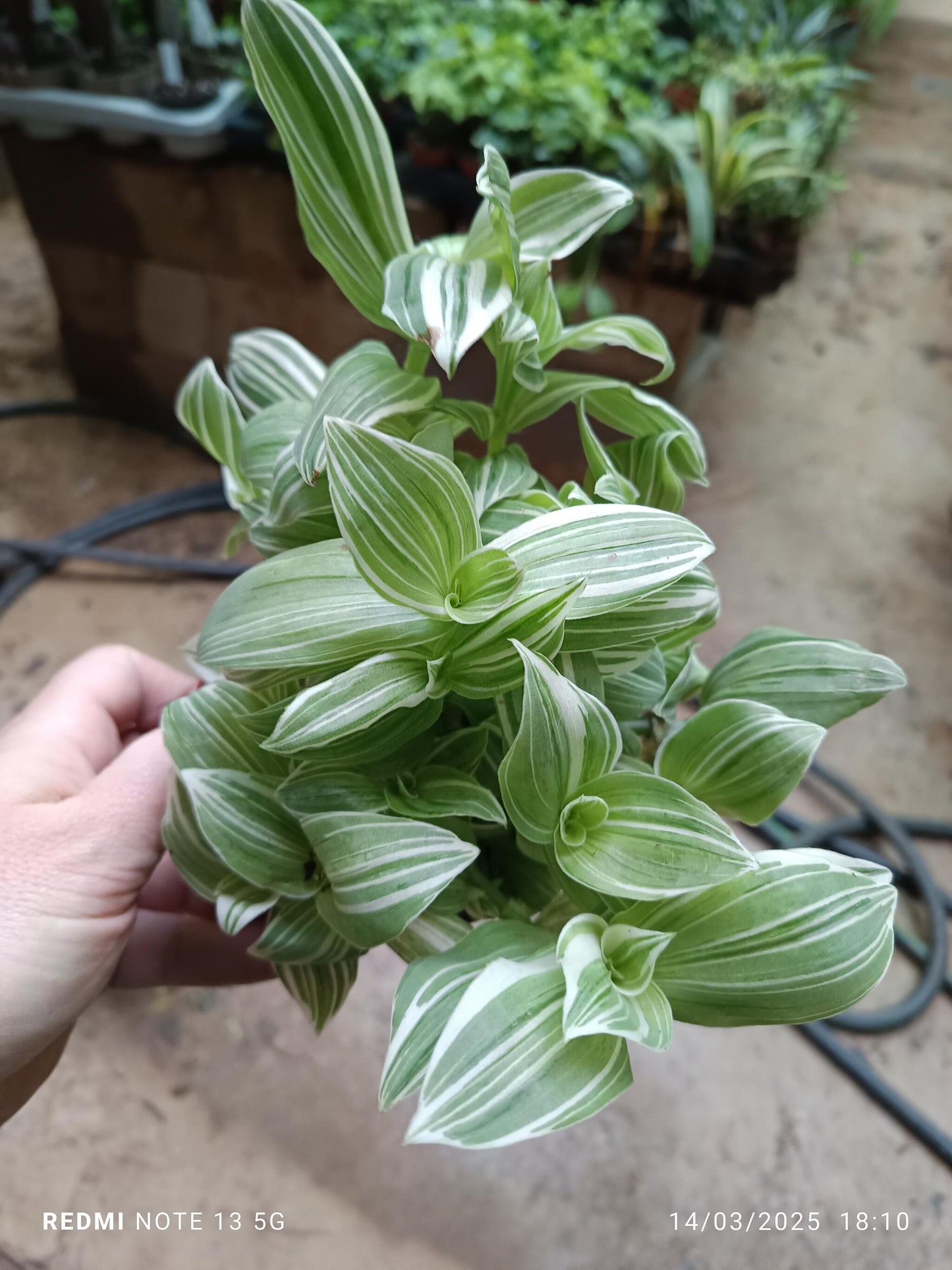Tradescantia Albovitatta Variegata Colgante Ø10_0