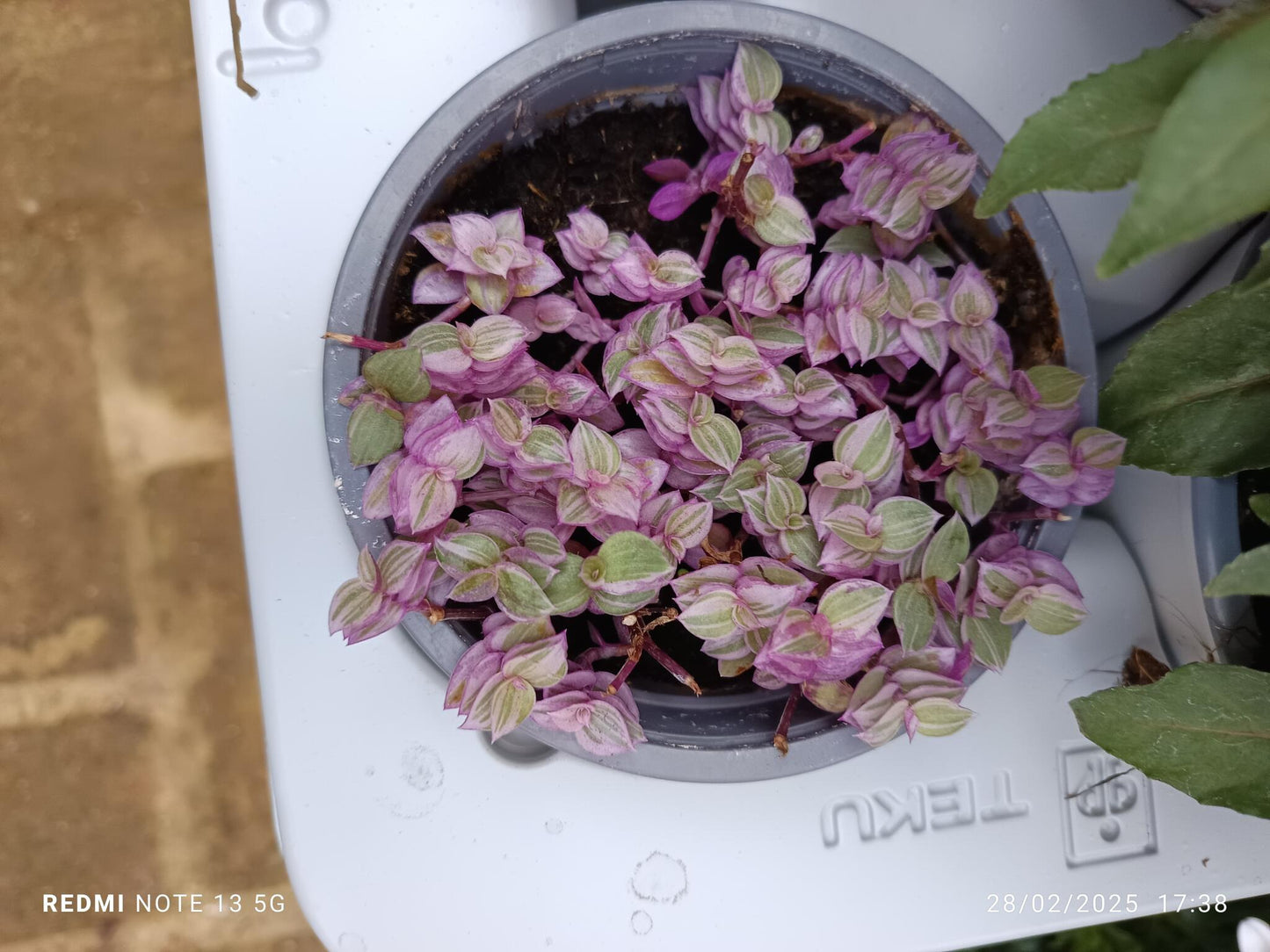 Tradescantia Minima Pink Panther Planta De Interior Ø10_0