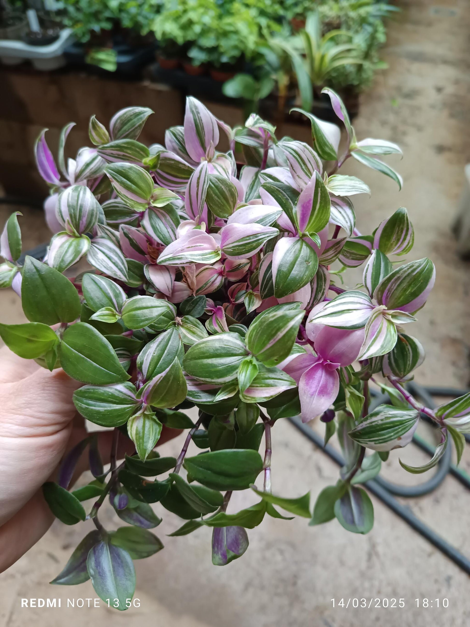 Tradescantia Quatricolor Planta Colgante Ø12_0