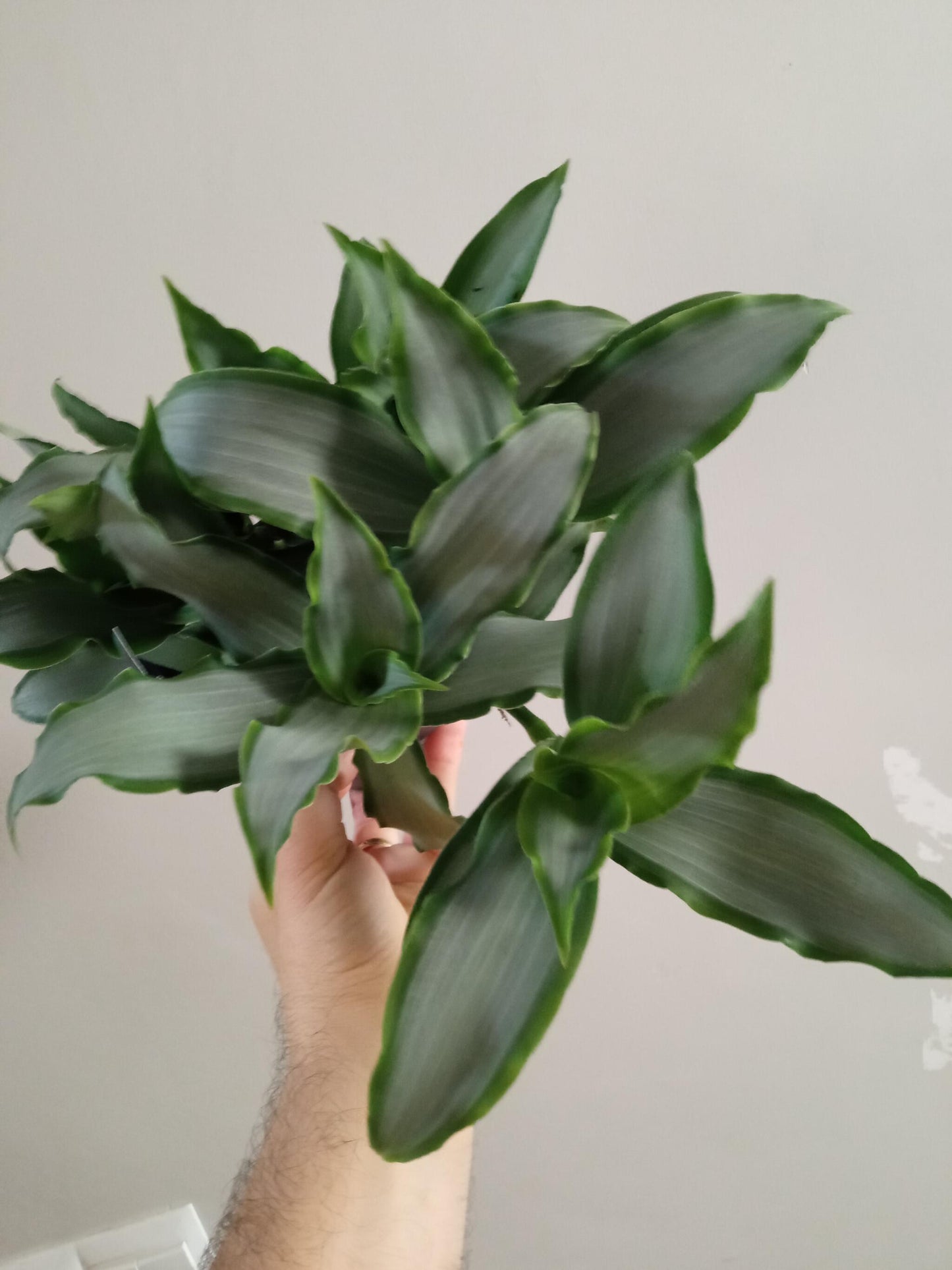 Tradescantia Silver 12 Cms Planta Interior_0
