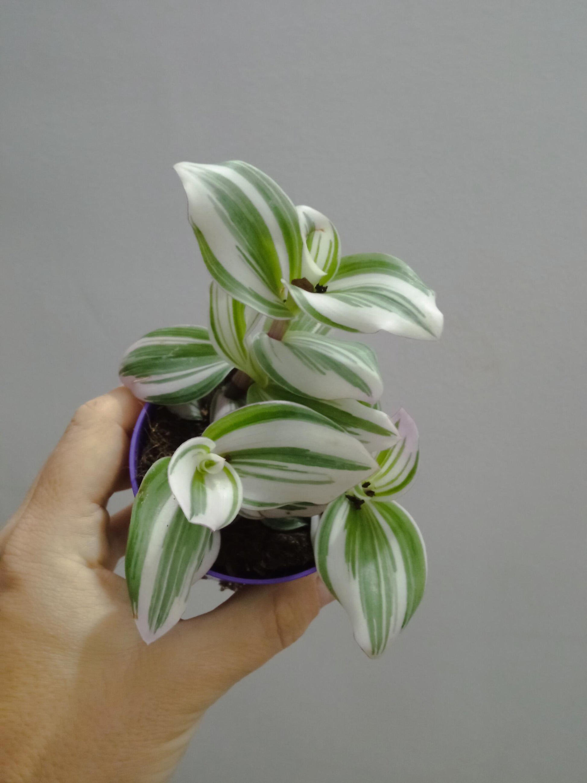 Tradescantia White Ø8 Cm Planta De Interior Colgante_0