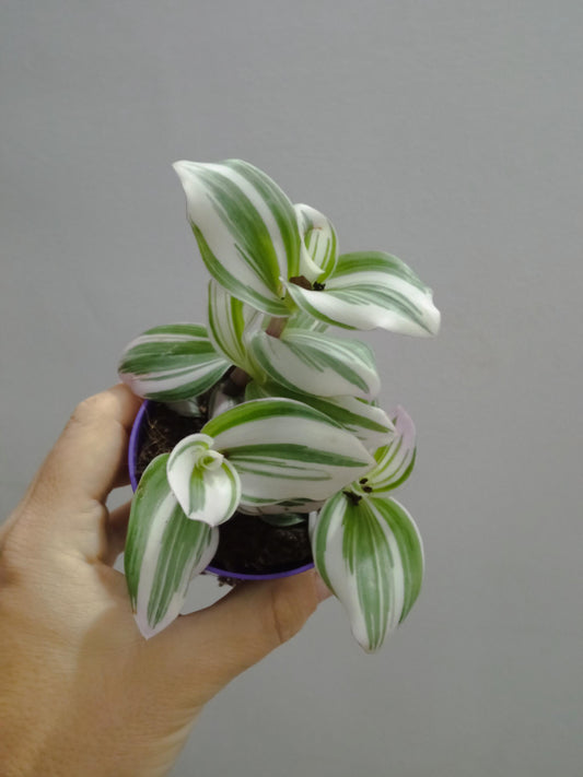 Tradescantia White Ø8 Cm Planta De Interior Colgante_0