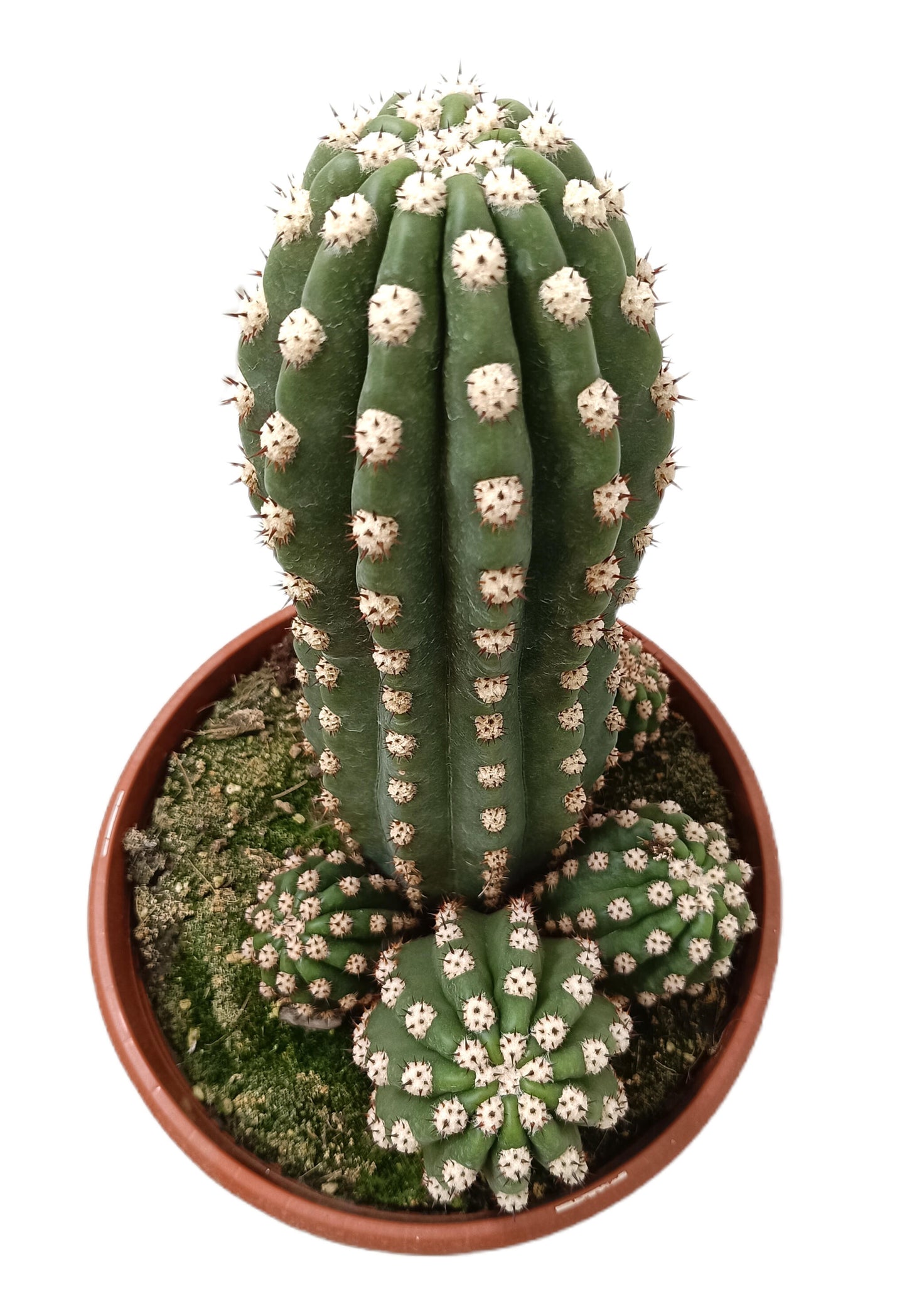 Trichocereus Grandiflorus M25_1