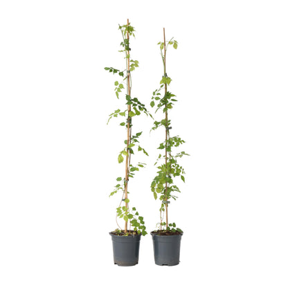 Trompeta Dorada - 2 Pzs - Campsis Radicans - Altura 110-120cm - ⌀17cm_0