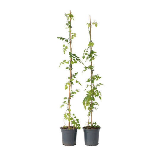 Trompeta Dorada - 2 Pzs - Campsis Radicans - Altura 110-120cm - ⌀17cm_0