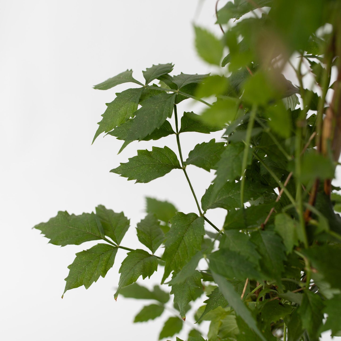 Trompeta Dorada - 2 Pzs - Campsis 'mme Galen' - Altura 110-120cm - ⌀17cm_3