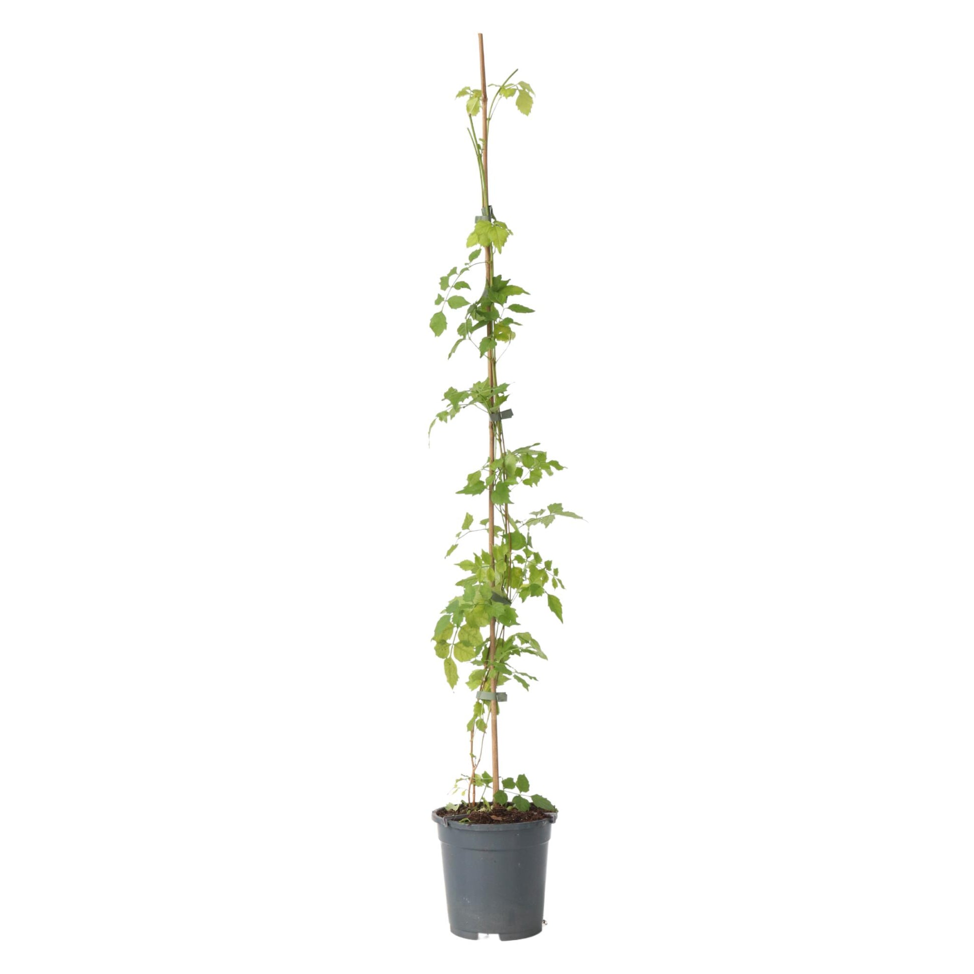 Trompeta Dorada - Campsis Radicans - Altura 110-120cm - ⌀17cm_0