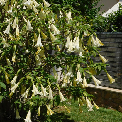 Trompetera - 6 Pzs - Brugmansia - Altura 25-40cm - ⌀9cm_1