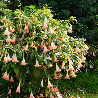 Trompetera - 6 Pzs - Brugmansia - Altura 25-40cm - ⌀9cm_4
