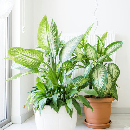 Trópico - Dieffenbachia 'tropic' - Altura 70-80cm - ⌀24cm_1