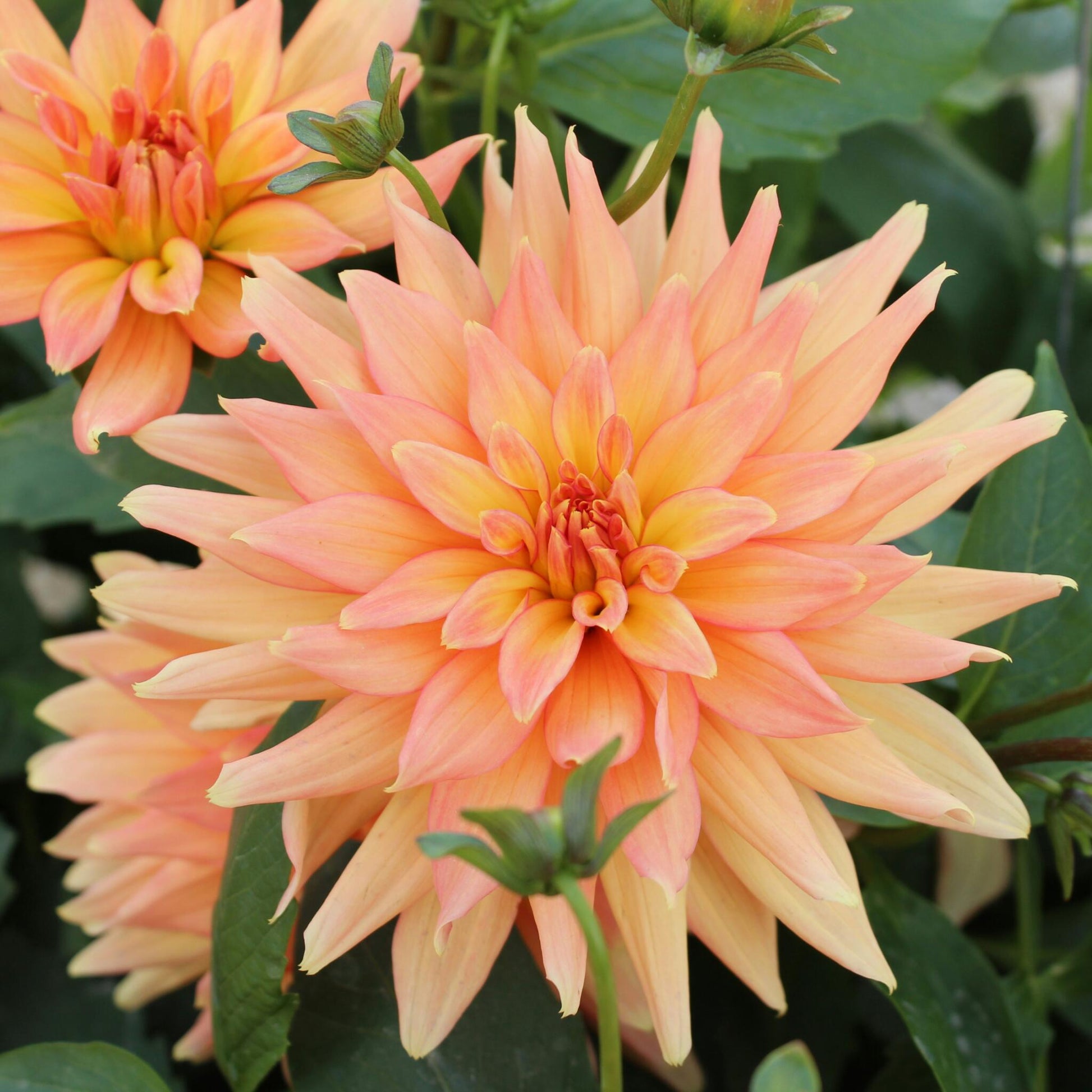 Tubérculos De Dalia - 3 Pzs - Dahlia Labyrinth Twotone_3