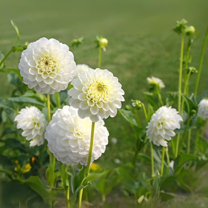 Tubérculos De Dalia - 3 Pzs - Dahlia 'boom Boom White' - Blanco_1