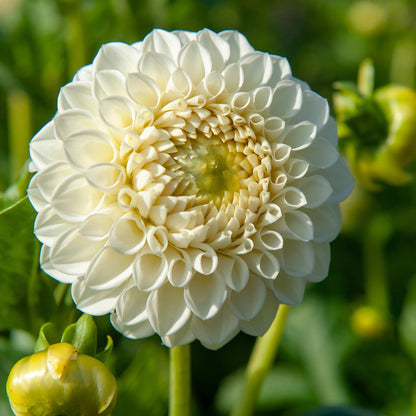 Tubérculos De Dalia - 3 Pzs - Dahlia 'boom Boom White' - Blanco_3