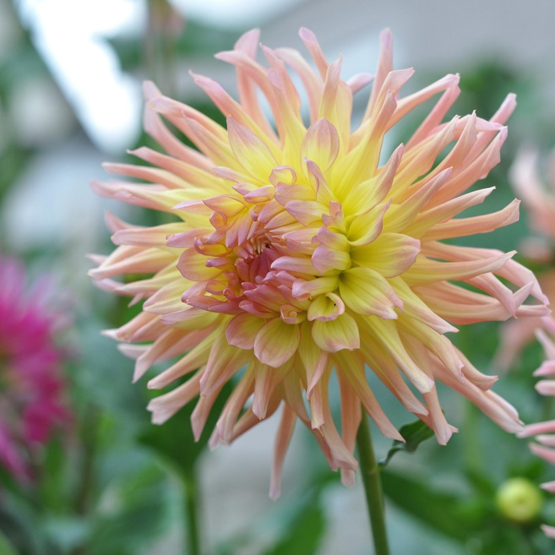 Tubérculos De Dalia - 3 Pzs - Dahlia 'cabanna Banana'_1