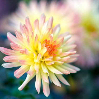 Tubérculos De Dalia - 3 Pzs - Dahlia 'cabanna Banana'_3