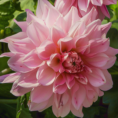 Tubérculos De Dalia - 3 Pzs - Dahlia 'café Au Lait Royal'_3
