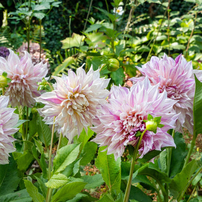 Tubérculos De Dalia - 3 Pzs - Dahlia 'café Au Lait Twist'_1