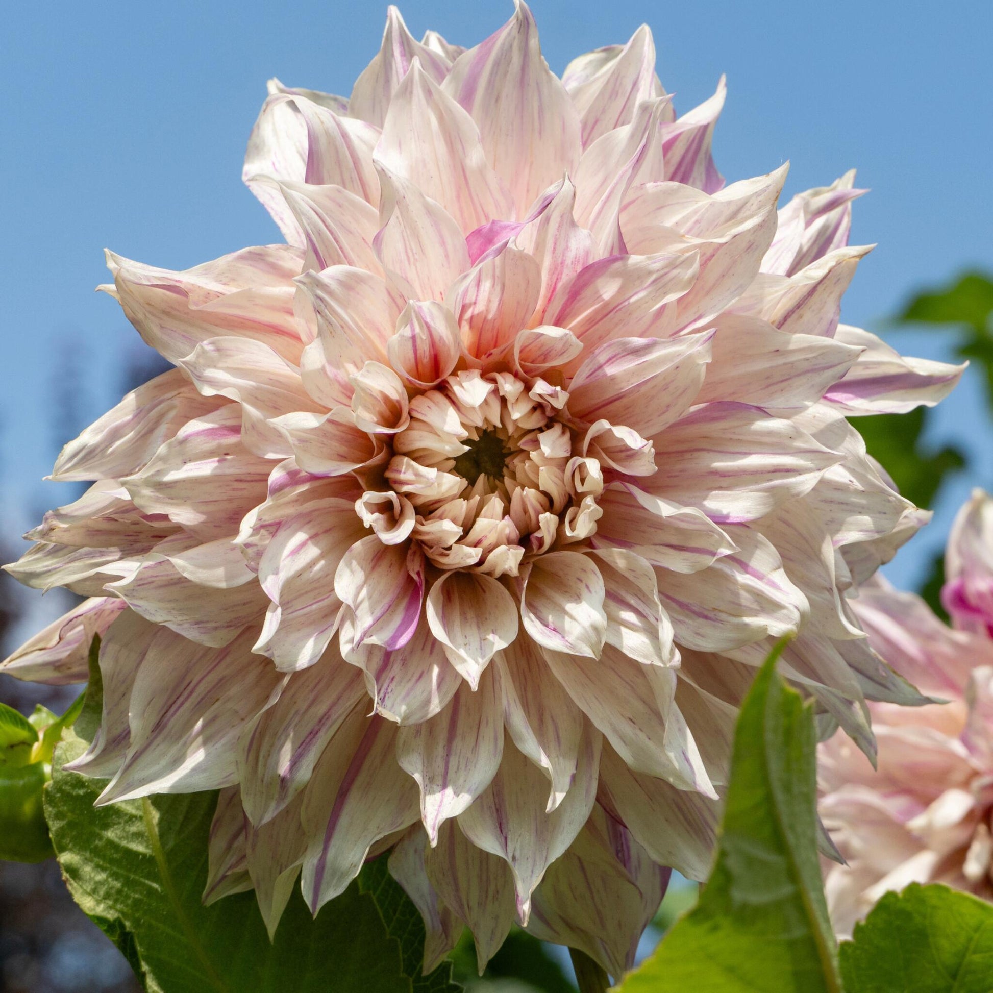 Tubérculos De Dalia - 3 Pzs - Dahlia 'café Au Lait Twist'_3