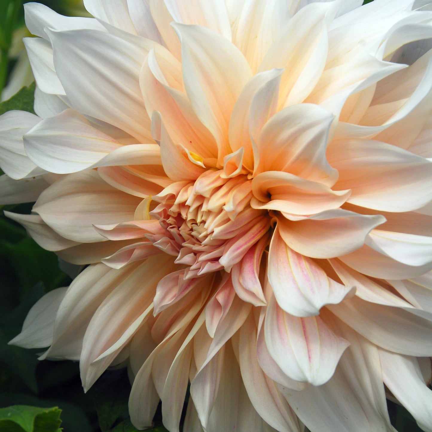 Tubérculos De Dalia - 3 Pzs - Dahlia 'cafe Au Lait'_3