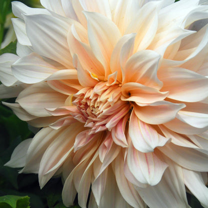 Tubérculos De Dalia - 3 Pzs - Dahlia 'café Au Lait'_3