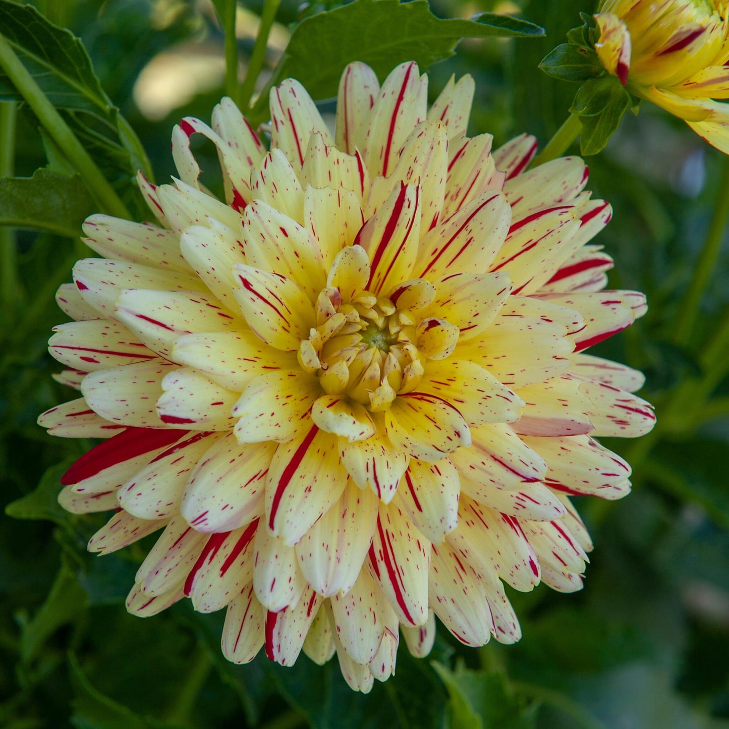 Tubérculos De Dalia - 3 Pzs - Dahlia 'cambridge'_3