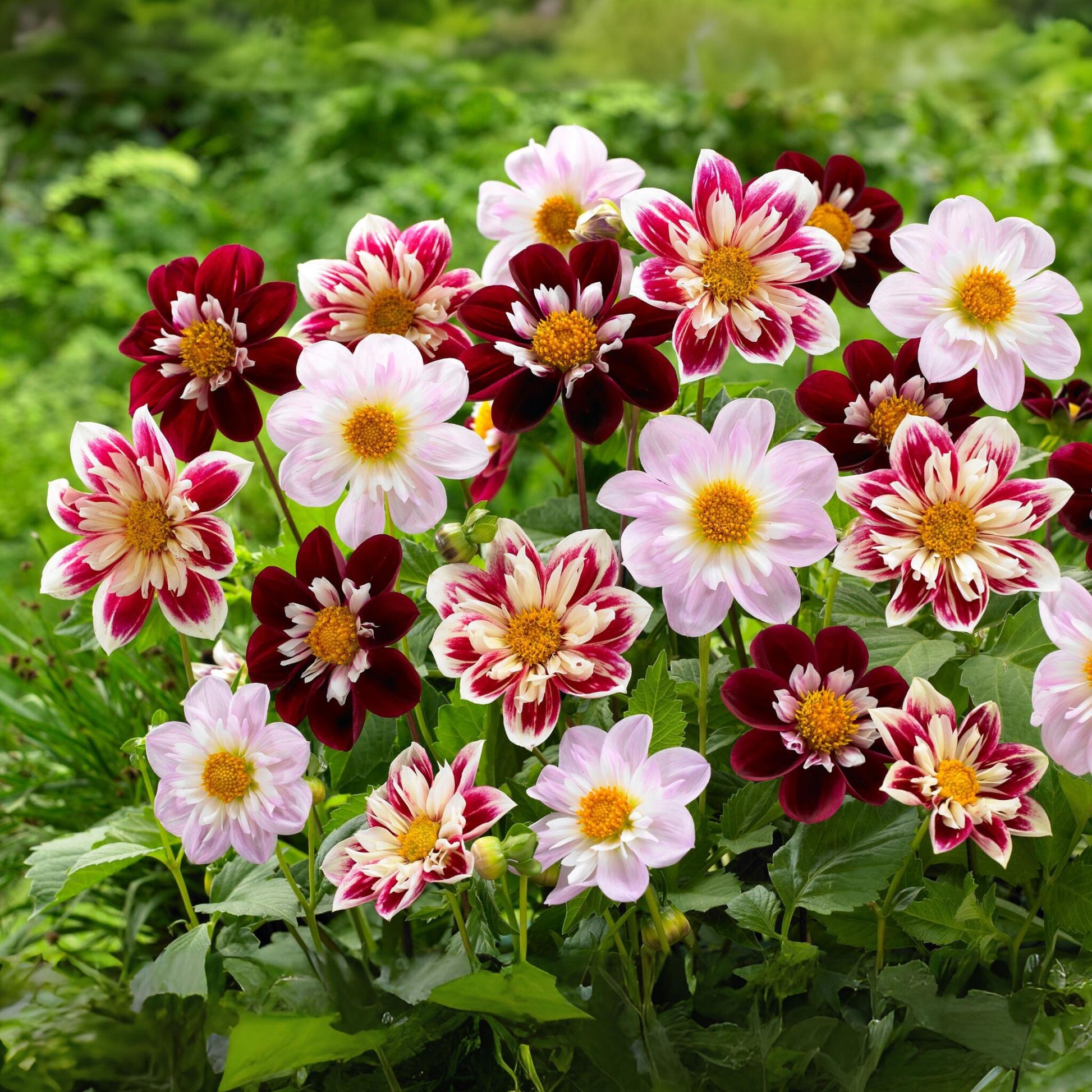 Tubérculos De Dalia - 3 Pzs - Dahlia 'favorite Ballet'_1