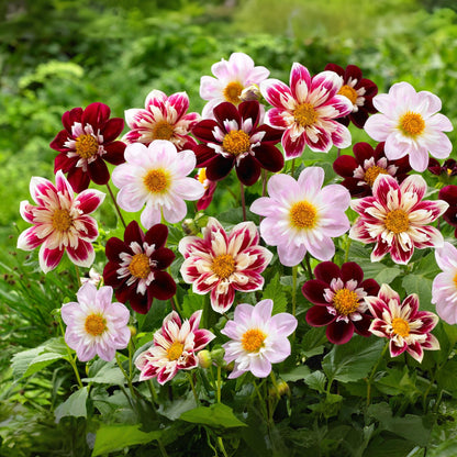 Tubérculos De Dalia - 3 Pzs - Dahlia 'favorite Ballet'_1