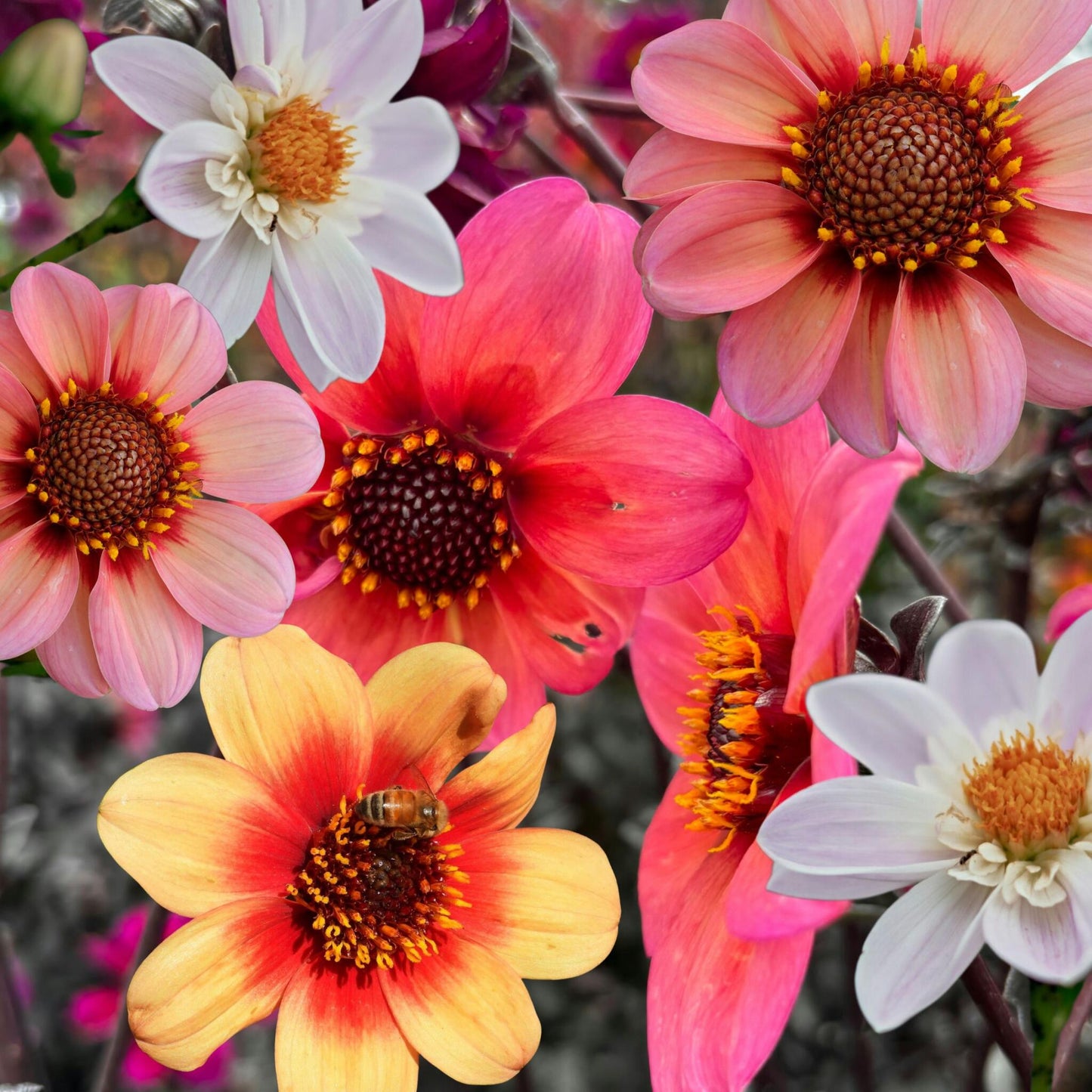 Tubérculos De Dalia - 3 Pzs - Dahlia 'happy Single Mix'_1