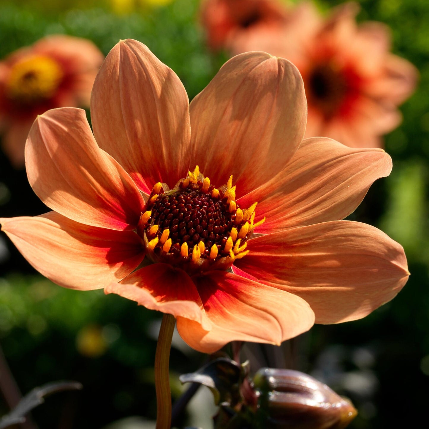 Tubérculos De Dalia - 3 Pzs - Dahlia 'happy Single'_3