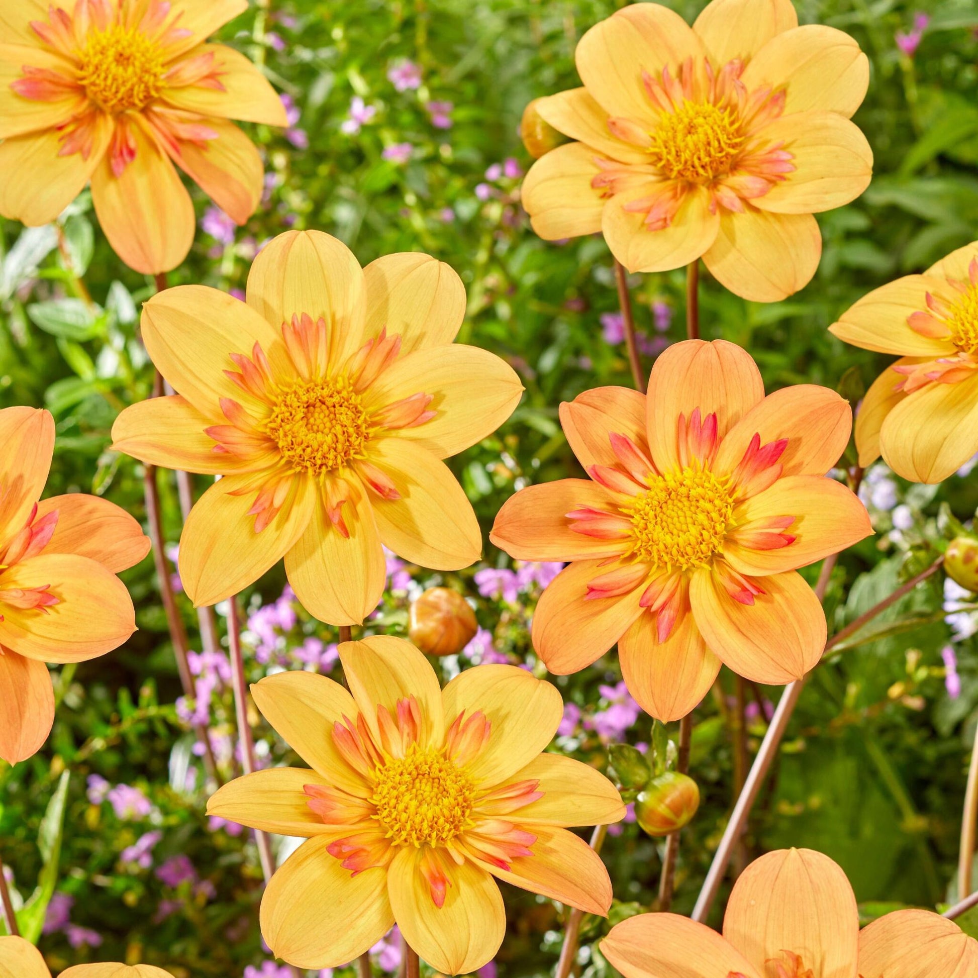 Tubérculos De Dalia - 3 Pzs - Dahlia 'kelsey Annie Joy'_1