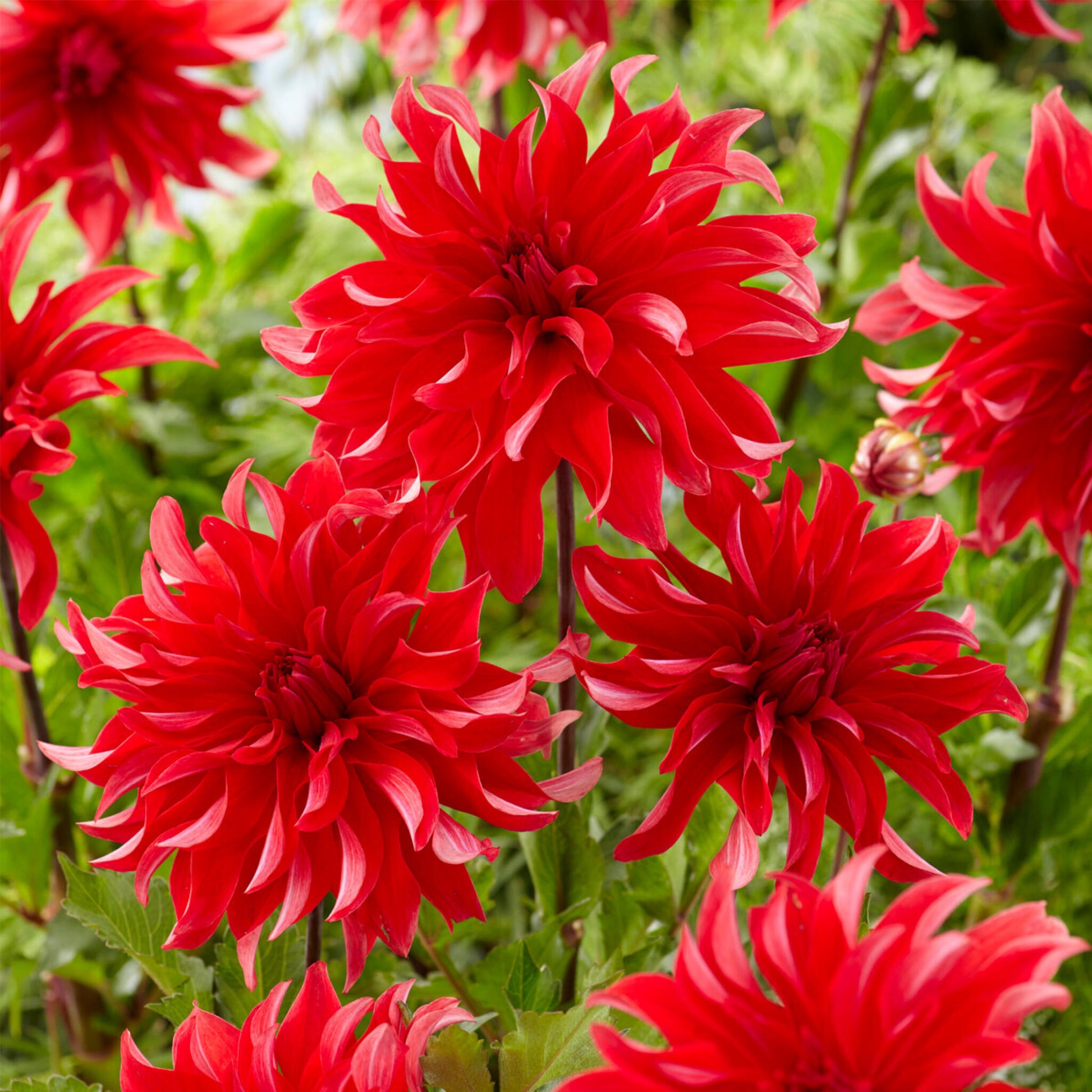 Tubérculos De Dalia - 3 Pzs - Dahlia 'labyrinth Red' - Rojo_1