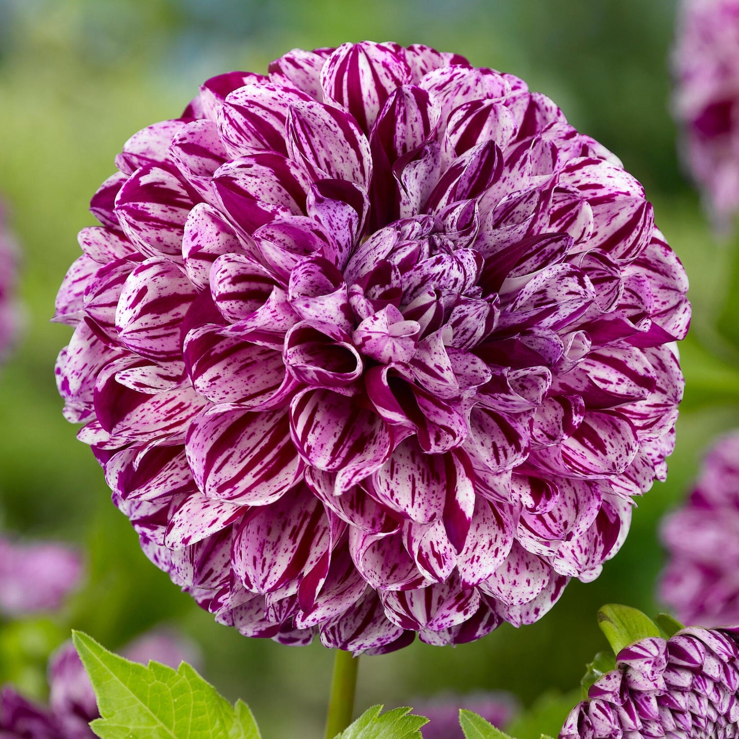 Tubérculos De Dalia - 3 Pzs - Dahlia 'marble Ball' - Púrpura_3