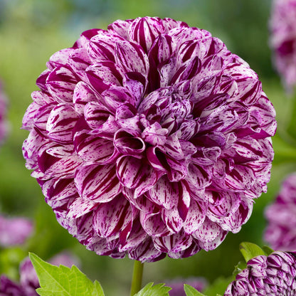 Tubérculos De Dalia - 3 Pzs - Dahlia 'marble Ball' - Púrpura_3
