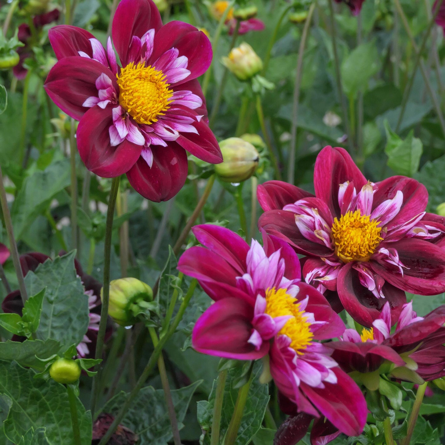 Tubérculos De Dalia - 3 Pzs - Dahlia 'mary Evelyn' - Rojo_1