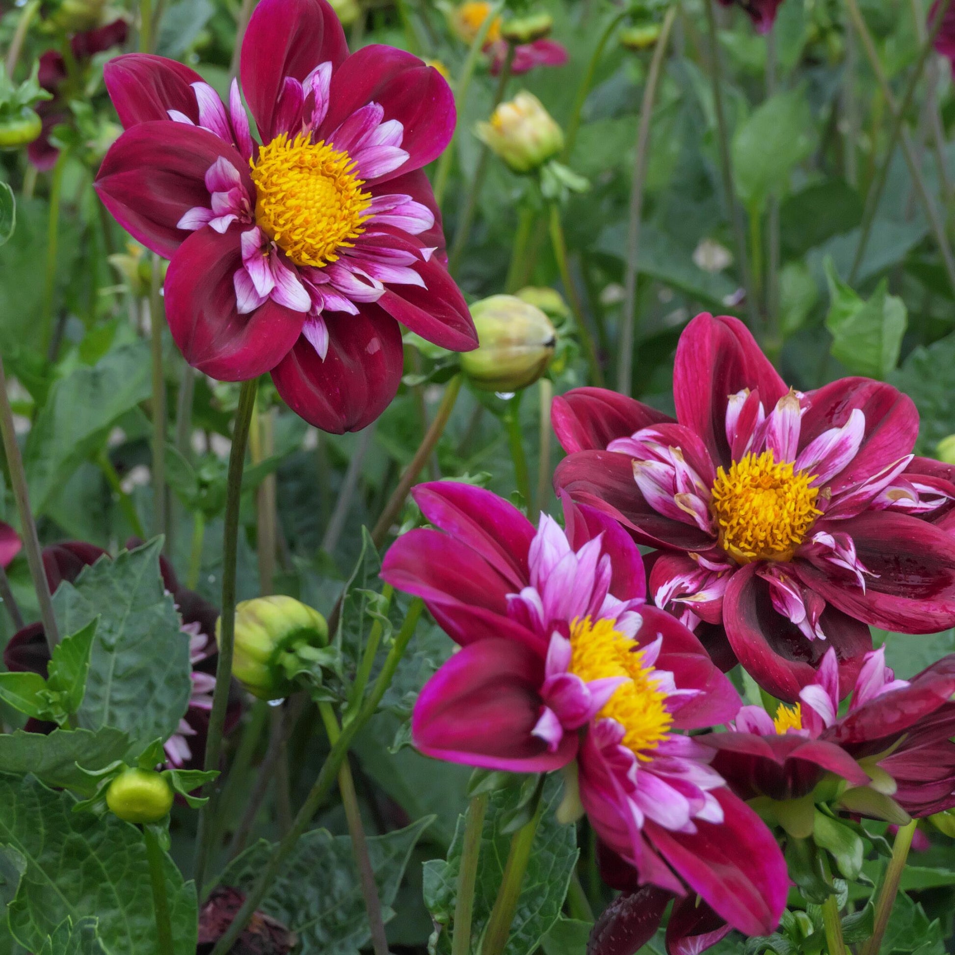 Tubérculos De Dalia - 3 Pzs - Dahlia 'mary Evelyn' - Rojo_1
