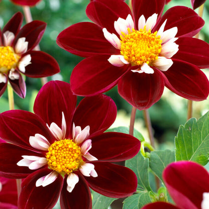 Tubérculos De Dalia - 3 Pzs - Dahlia 'mary Evelyn' - Rojo_3